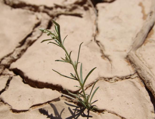 Whole plant