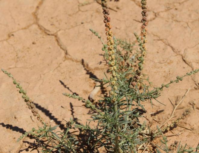 Whole plant