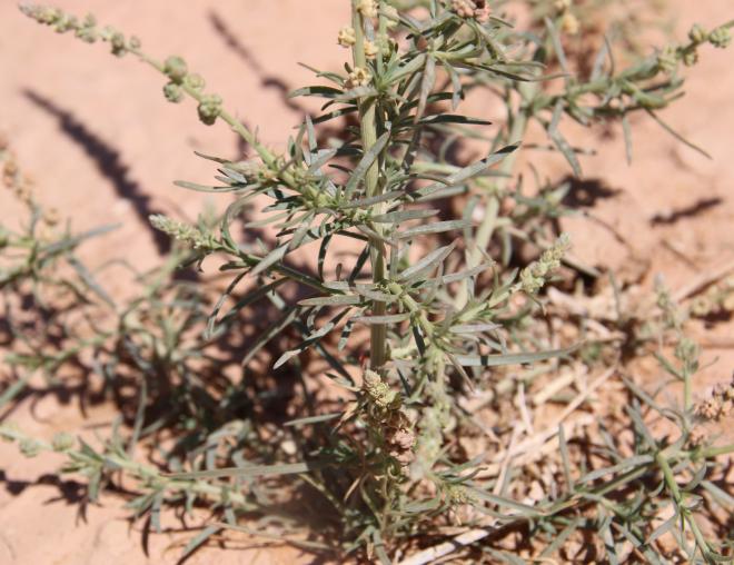 Oligomeris linifolia leaves
