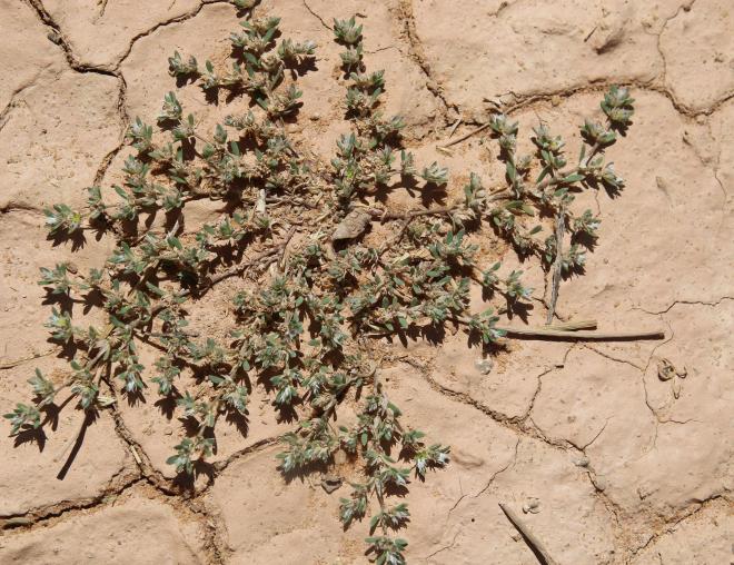 Whole plant