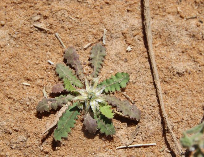 Whole plant