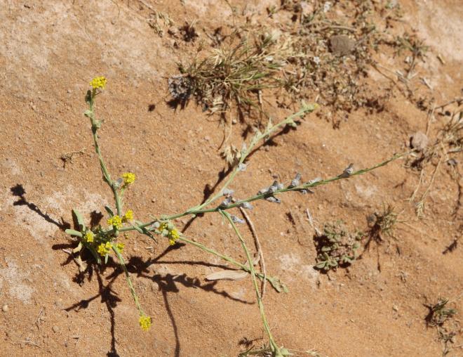 Whole plant