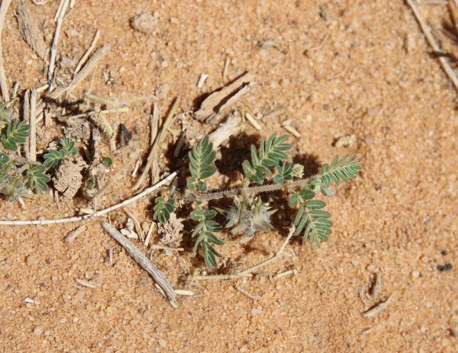 Whole plant