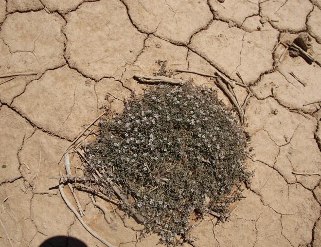 Whole plant