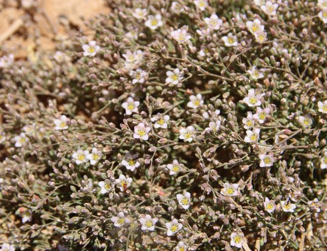 Polycarpaea robbairea flowers