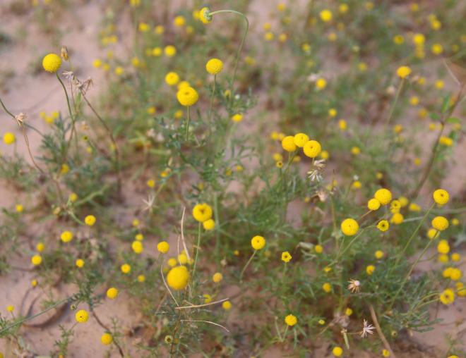 Otoglyphis factorovskyi flowers