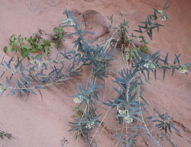 Whole plant