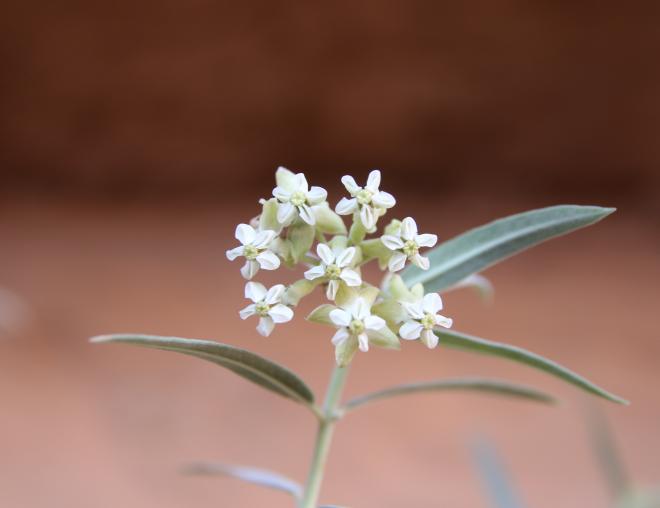 Gomphocarpus sinaicus flowers