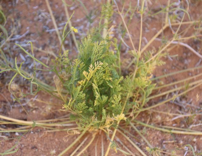 Hypecoum aegyptiacum leaves