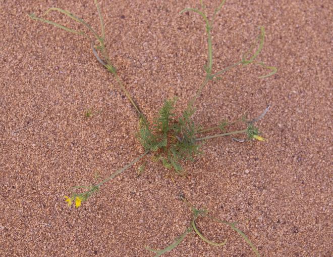 Whole plant