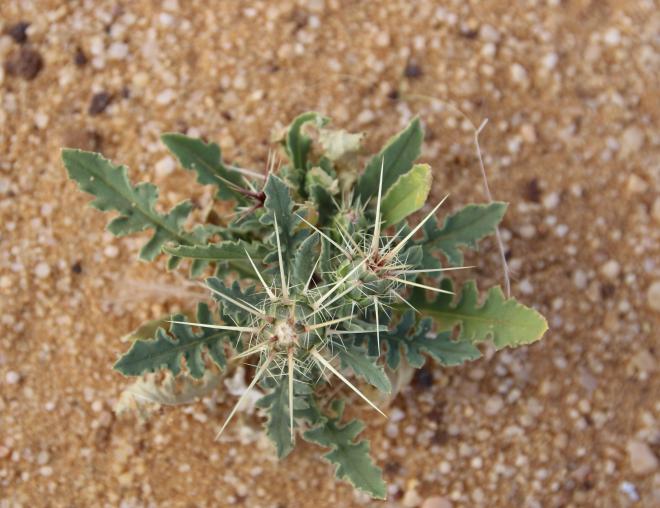 Whole plant