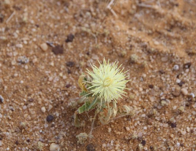 Centaurea scoparia flowers