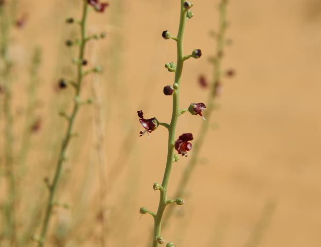 Scrophularia hypericifolia flowers