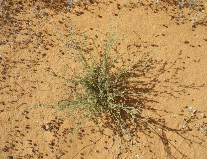 Whole plant