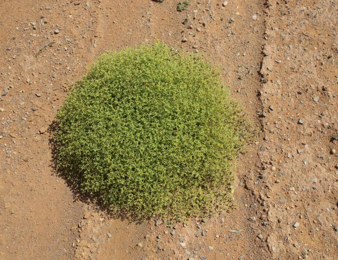 Whole plant