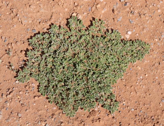 Whole plant