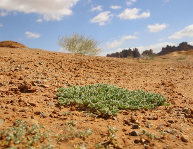 Aizoon canariense in its immediate surroundings