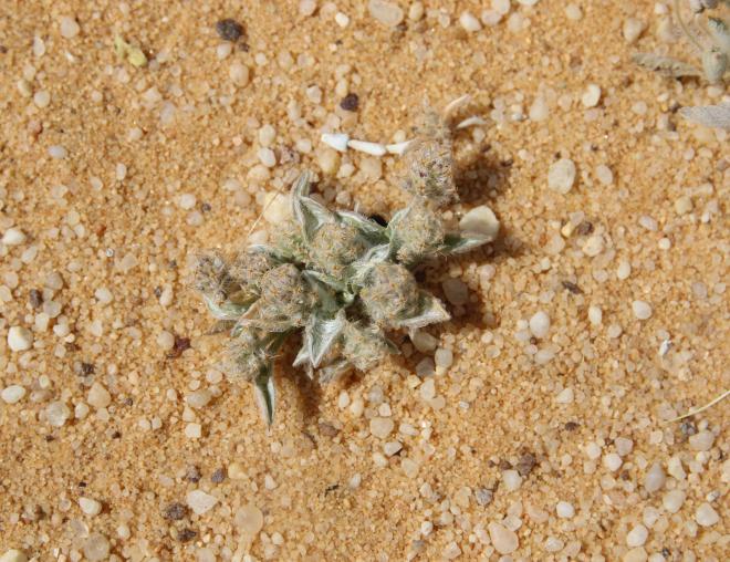 Whole plant