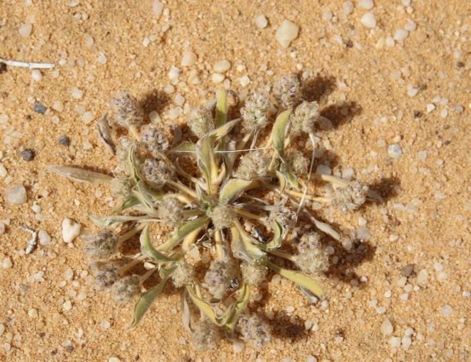 Whole plant