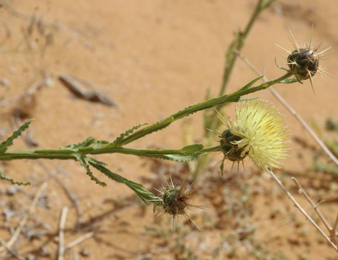 Centaurea pseudosinaica flowers