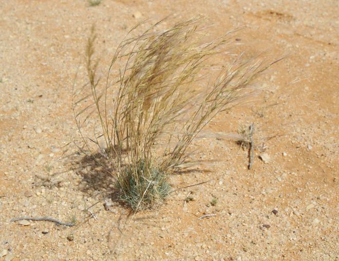 Whole plant