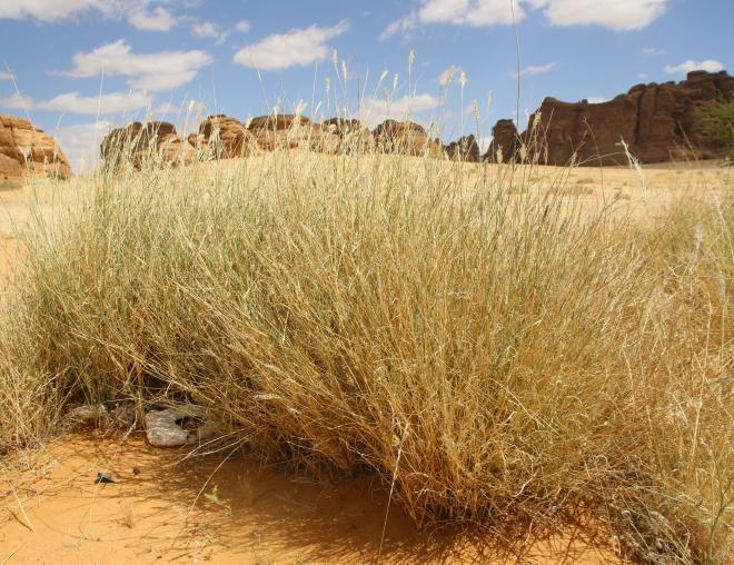 Cenchrus divisus in Wadis and ephemeral flooded depressions