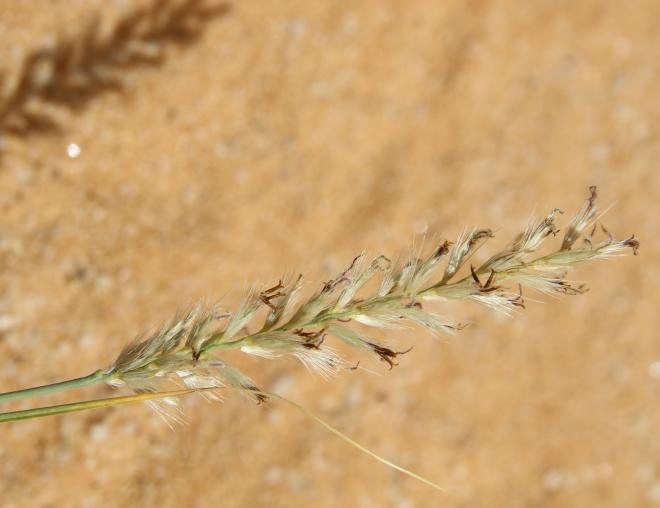 Cenchrus divisus flower