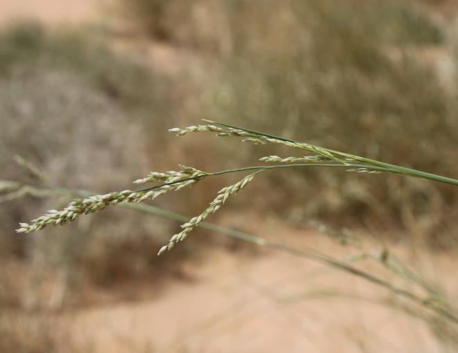 Panicum turgidum fruits
