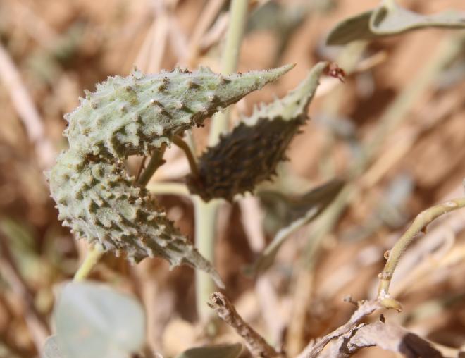 Pergularia tomentosa fruits