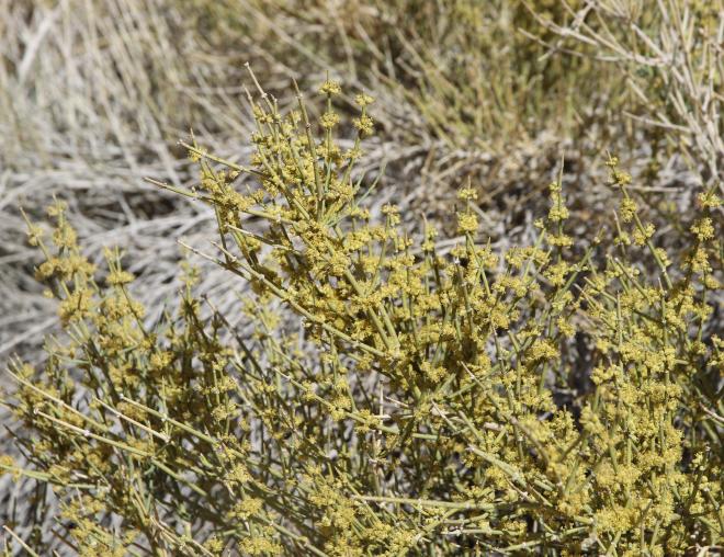 Ephedra alata flowers