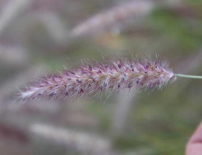 Cenchrus ciliaris fruits