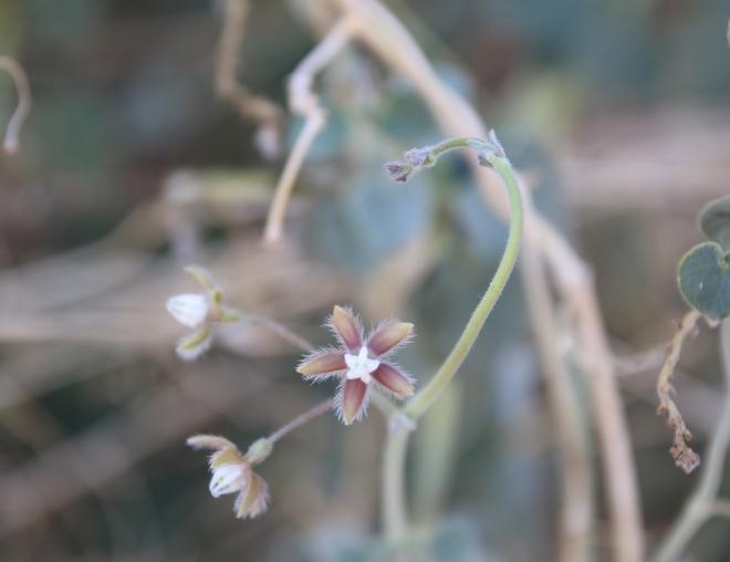 Pergularia tomentosa flower