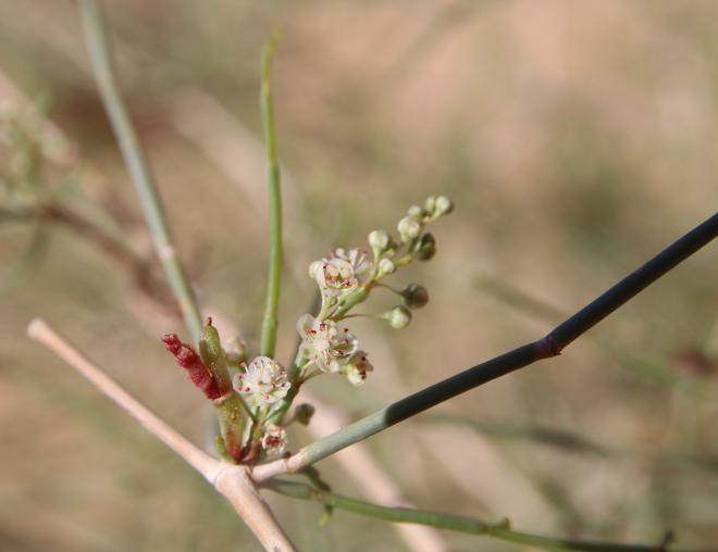 Calligonum comosum flowers