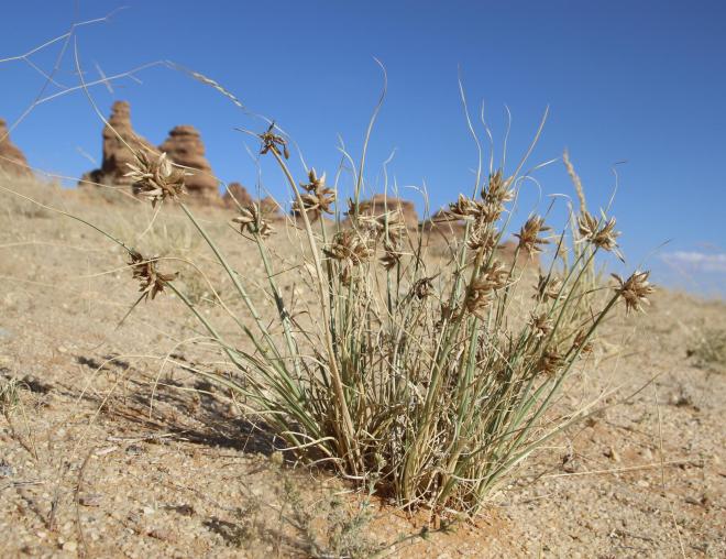 Whole plant