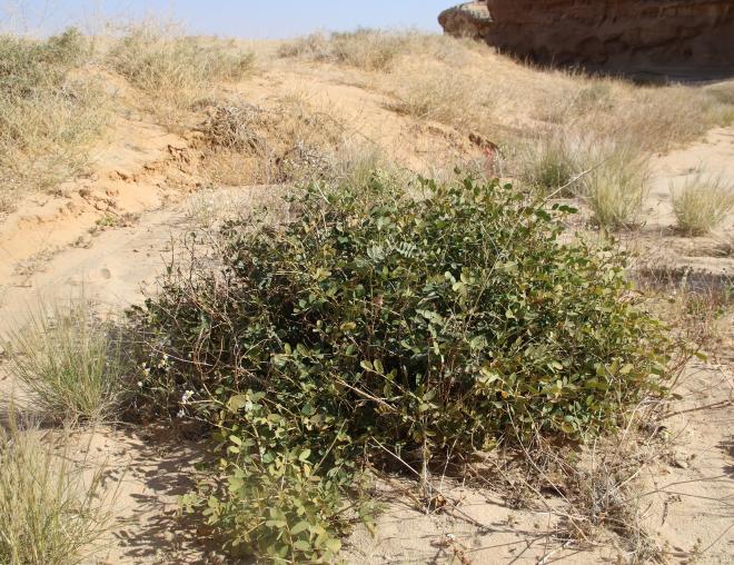 Whole plant