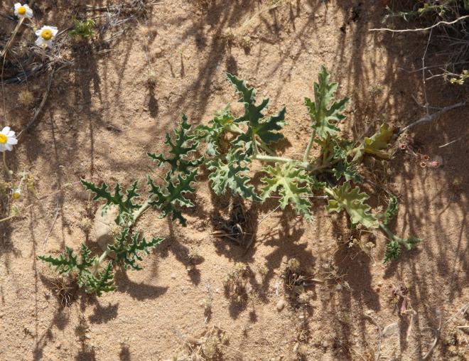 Citrullus colocynthis leaves