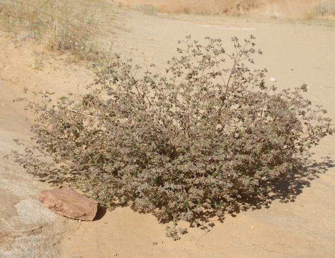 Whole plant