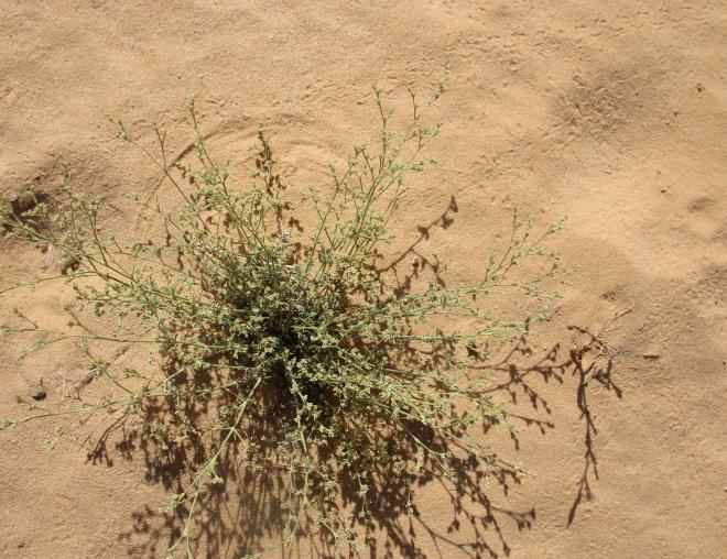Whole plant