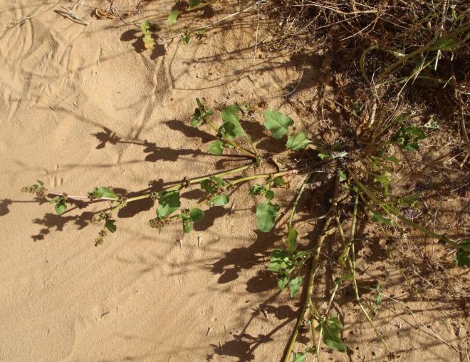 Whole plant