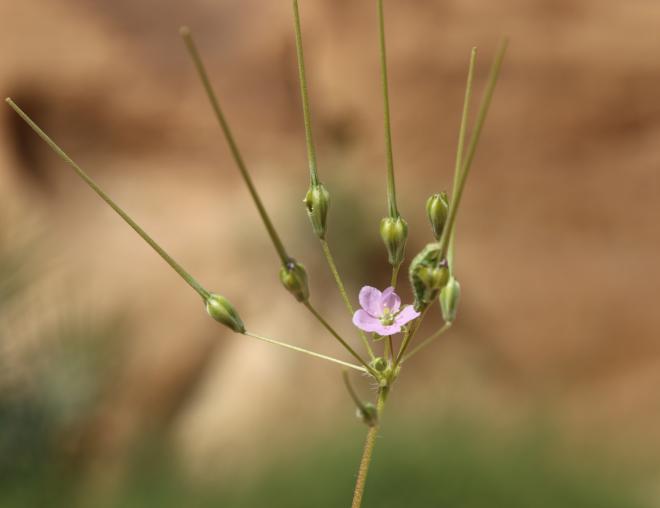 Monsonia nivea flower and fruits