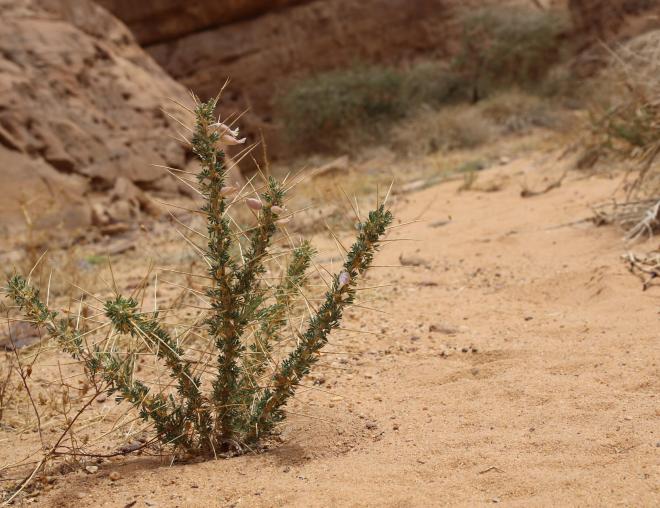 Whole plant