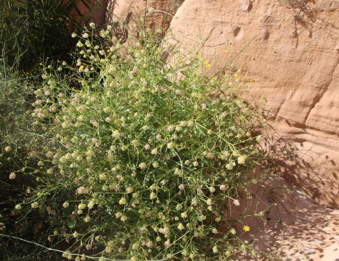 Whole plant