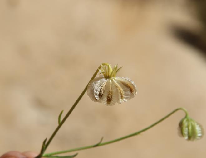 Osteospermum vaillantii fruits