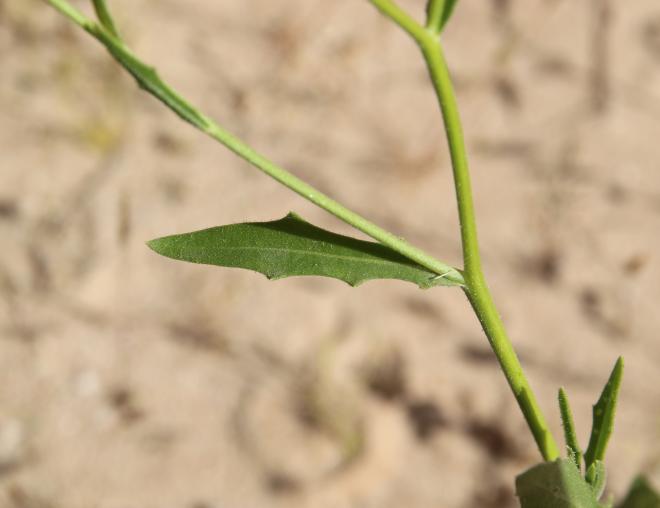 Osteospermum vaillantii leaf