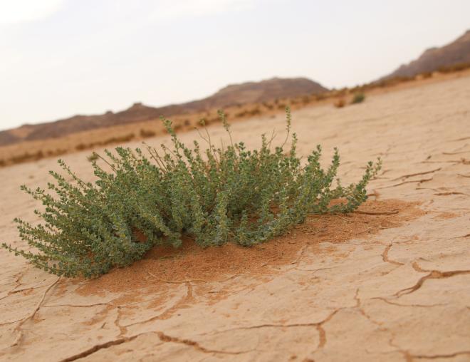 Andrachne telephioides in ephemeral flooded depression