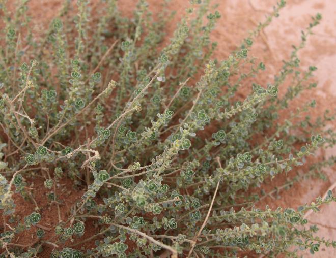 Andrachne telephioides leaves