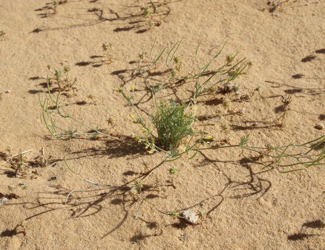 Whole plant