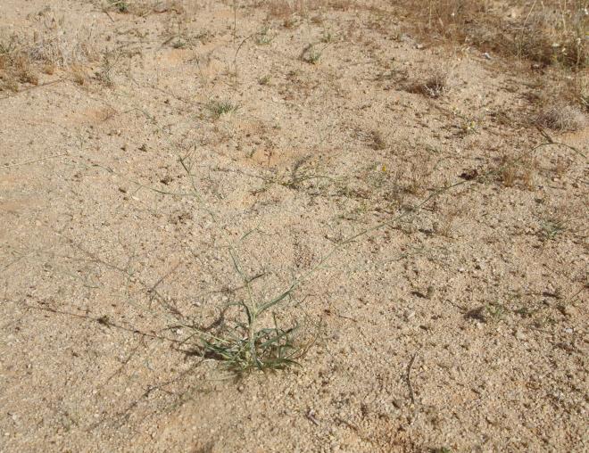 Whole plant