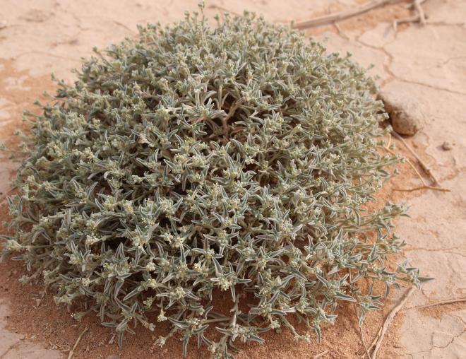 Whole plant