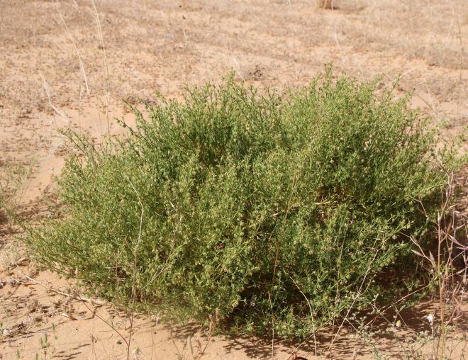 Whole plant